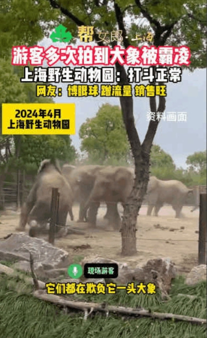 “太惨了！”上海野生动物园，一只大象身形消瘦、皮肤干瘪，长达3年被象群霸凌欺负，