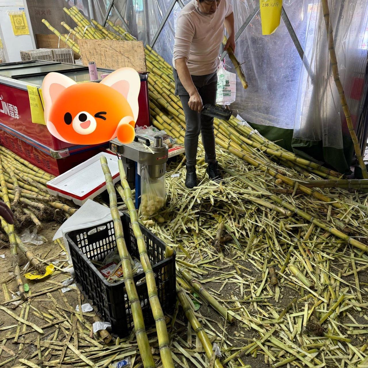 种甘蔗的疯了！卖甘蔗的疯了！抢甘蔗的我也疯了！今年的甘蔗价