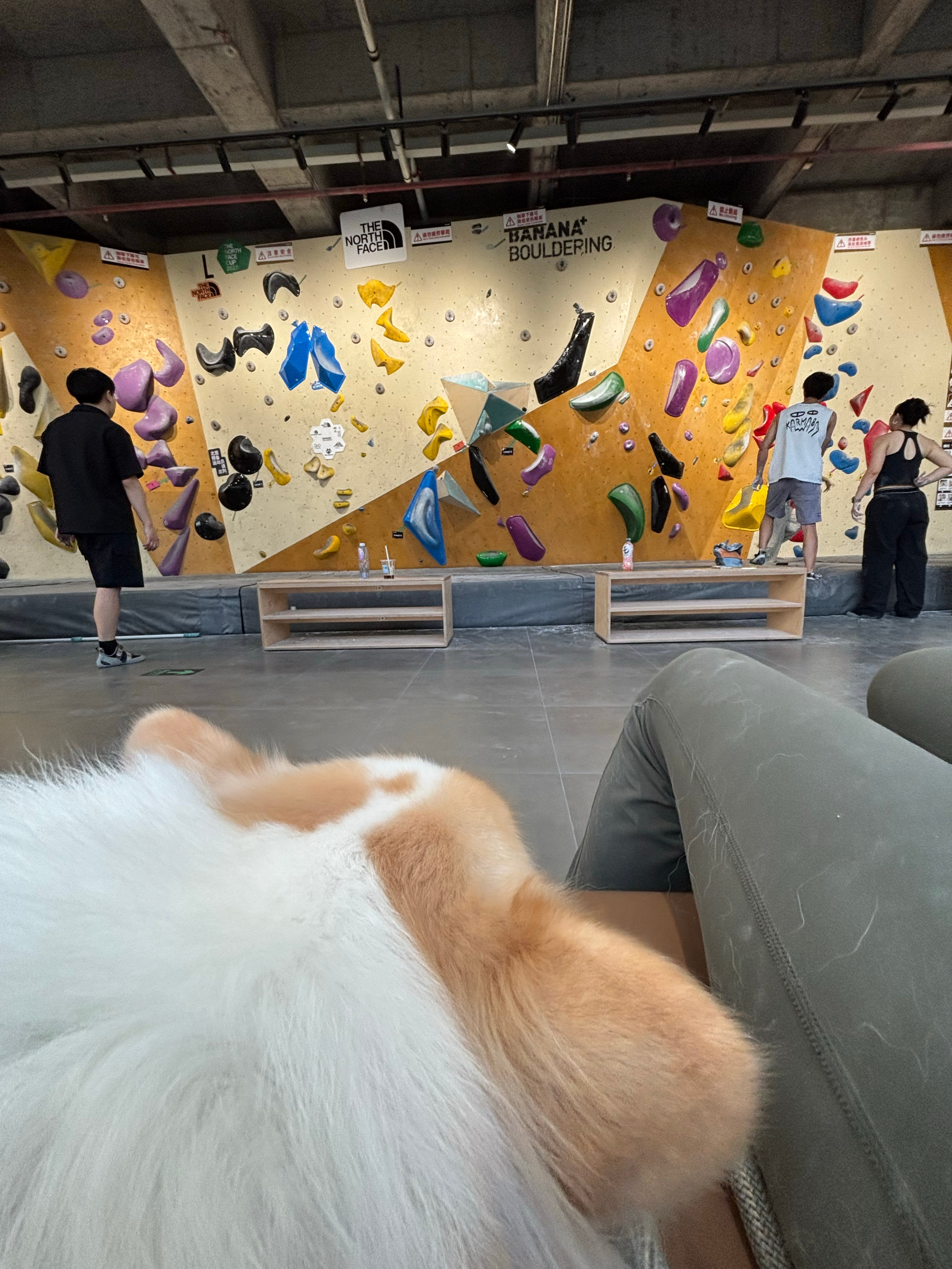 把狗带去岩馆结果完全爬不了，她在那里疯狂嘶吼，导致我一从墙上下来就得冲过去安抚她