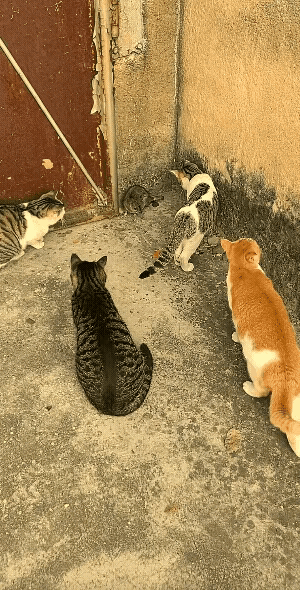 原来老鼠也会被吓得失禁，看来动物界的心理恐惧反应都是相似的。人也是动物的一种，遇