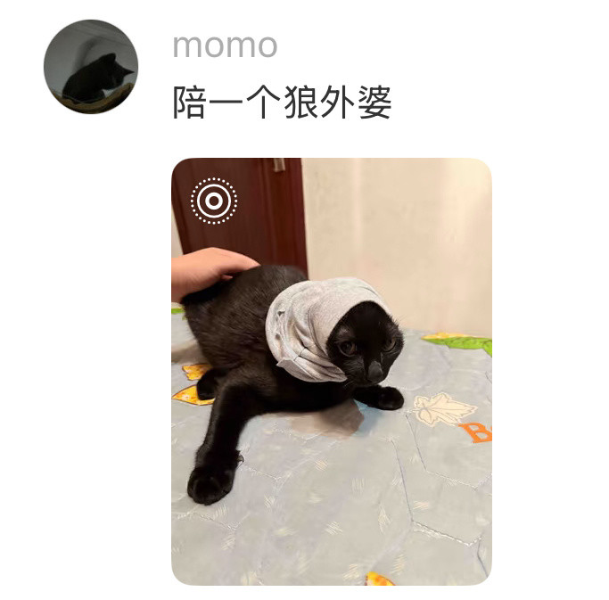 猫猫好像有点喘不过气来