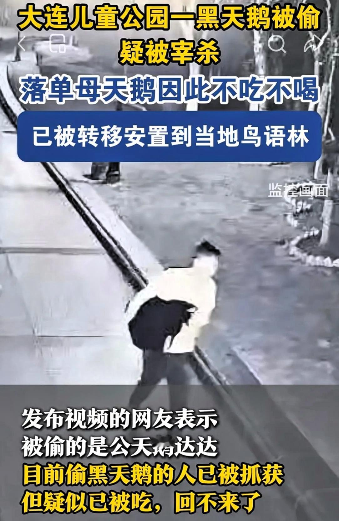 大连那个偷吃动物园黑天鹅的人，抓着了。跨年夜凌晨，这名嫌疑人趁着公园没人，