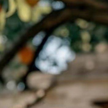 杏树：‎种植文案一.准备工作1.选择健康种子：挑选完整无损、饱满的杏核作为种