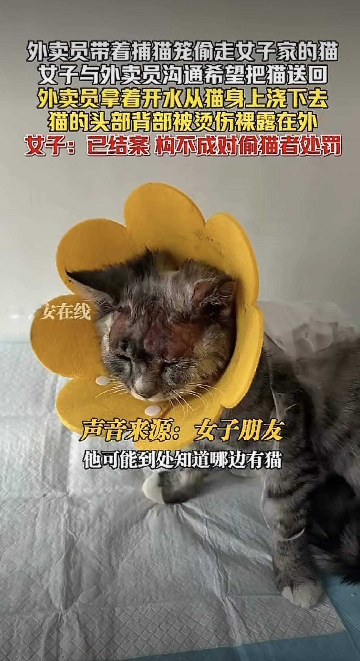 河南开封一名外卖员用捕猫笼偷走居民家的宠物猫，被主人发现后不仅拒绝归还，还当着监