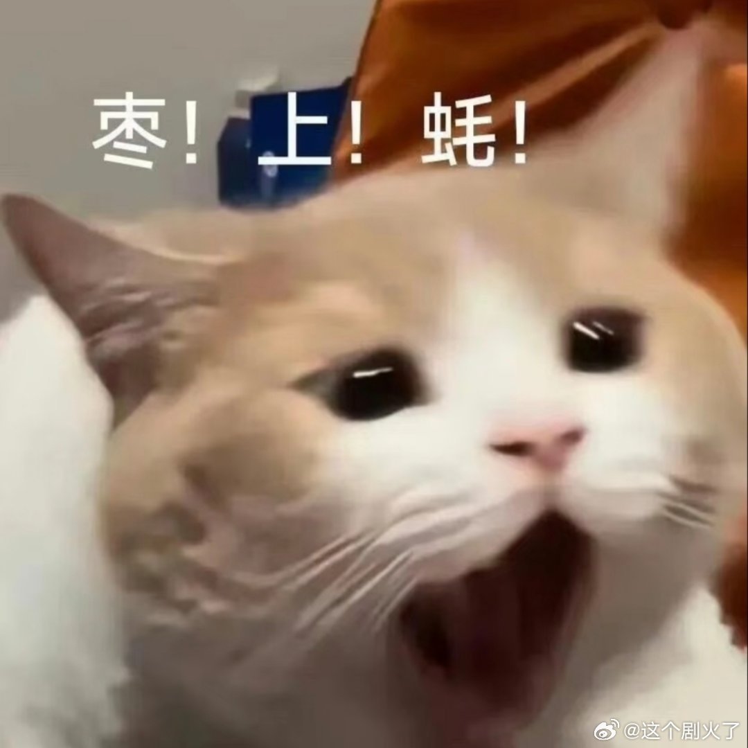 猫咪表情包。