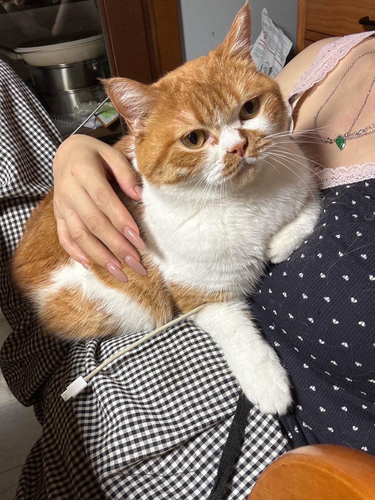 全家最喜欢抱抱的小猫咪