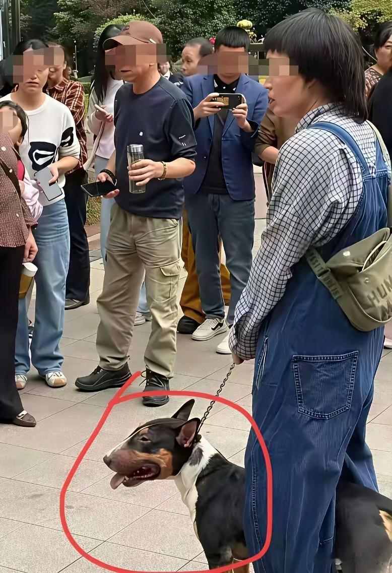 四川眉山烈犬伤人事件，这起发生在小区狗咬人的事，现在有结果了。伤人的是牛头梗，