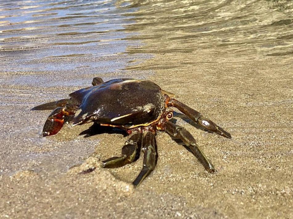 各位觉得哪篇古文最应该从课本中删除？在下觉得是荀子的《劝学》“蚓无爪牙之利，