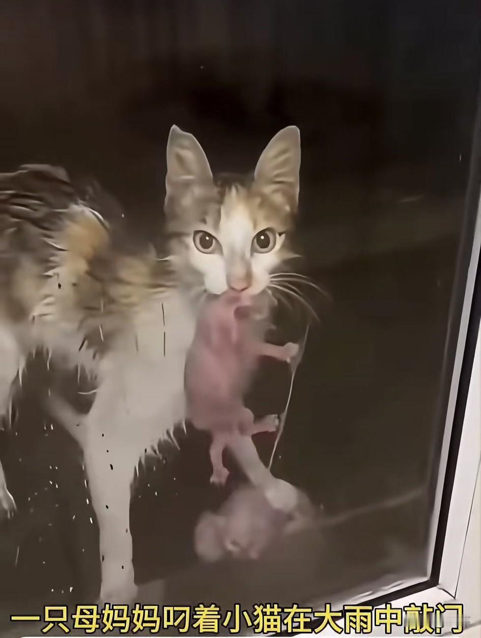 泪目了！一位小姐姐住在一条街道上，这天夜里天下着暴雨，她坐在沙发上玩着手机，突然