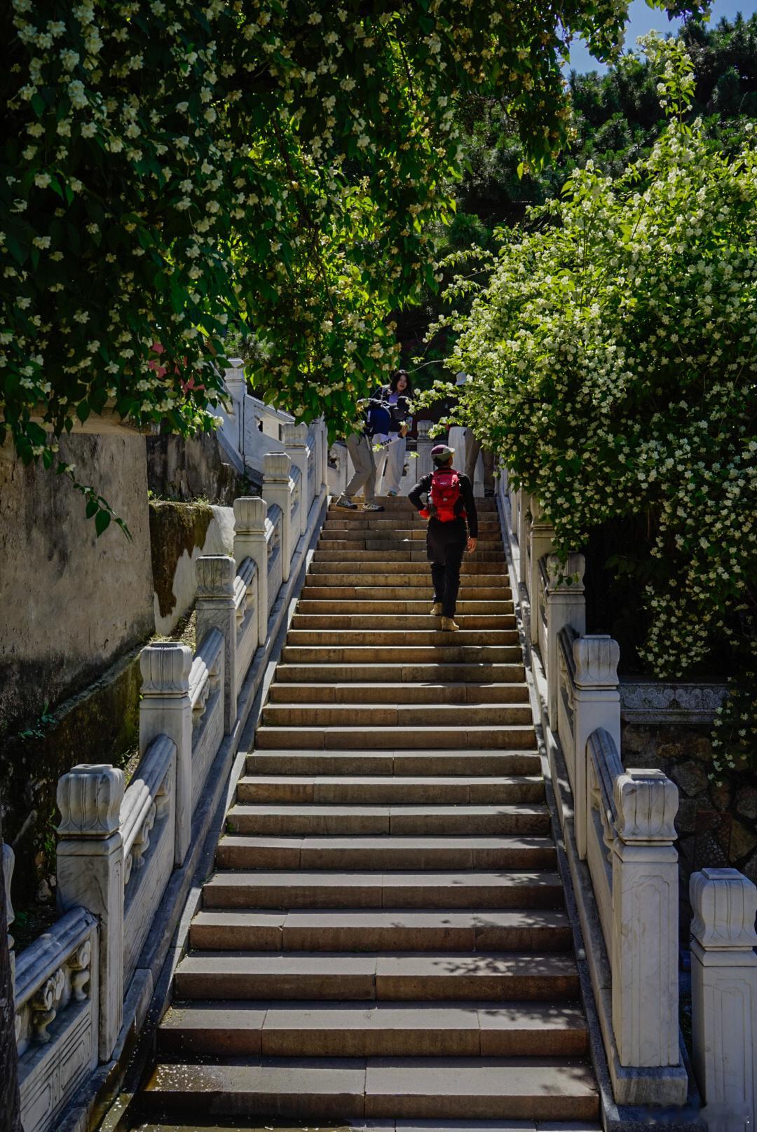 戒台寺标志性的太平花景观：古寺红墙黛瓦前，大片白色太平花如瀑布般垂落，石阶与汉白