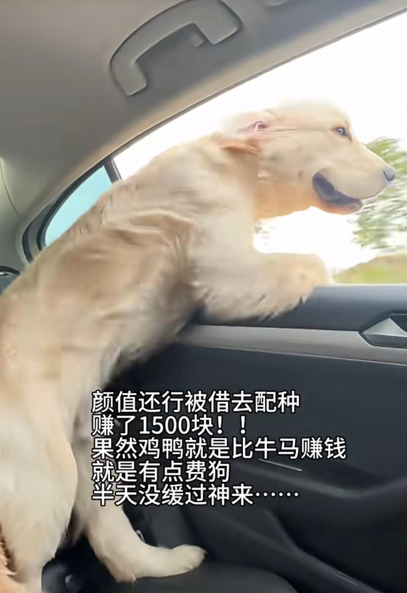 养狗千日，用狗一时。这要每天能挣1500，一个月就是45000元，一年就是540