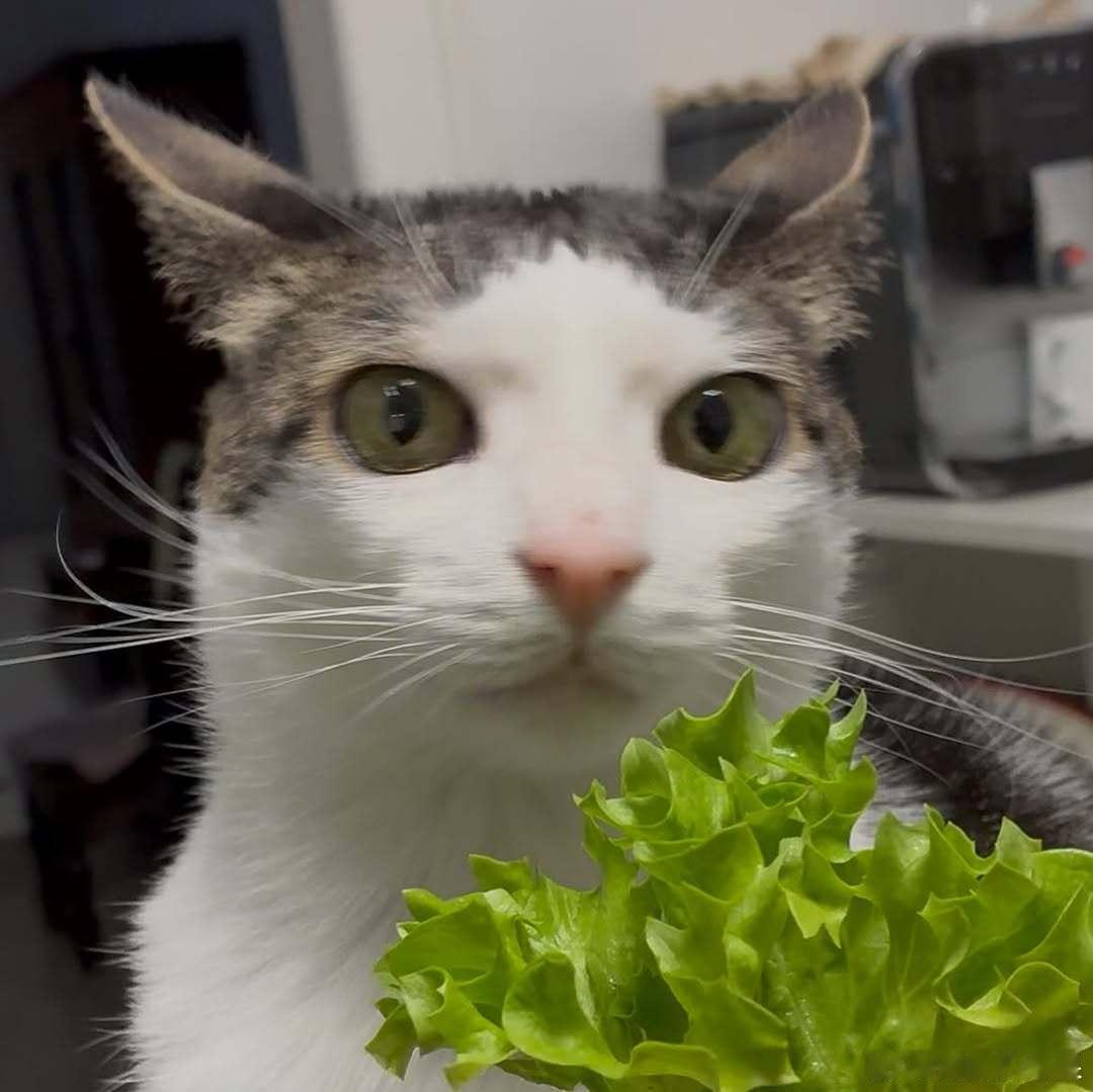 猫吃播女明星炫个菜🥬cr：monkeycatluna​​​