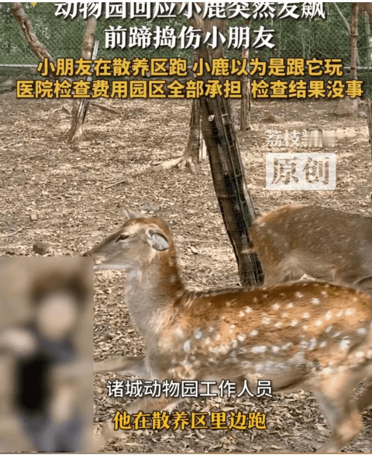 动物园回应小鹿发飙捣伤小孩，在山东潍坊诸城的一家动物园里，发生了一起让人意外的事
