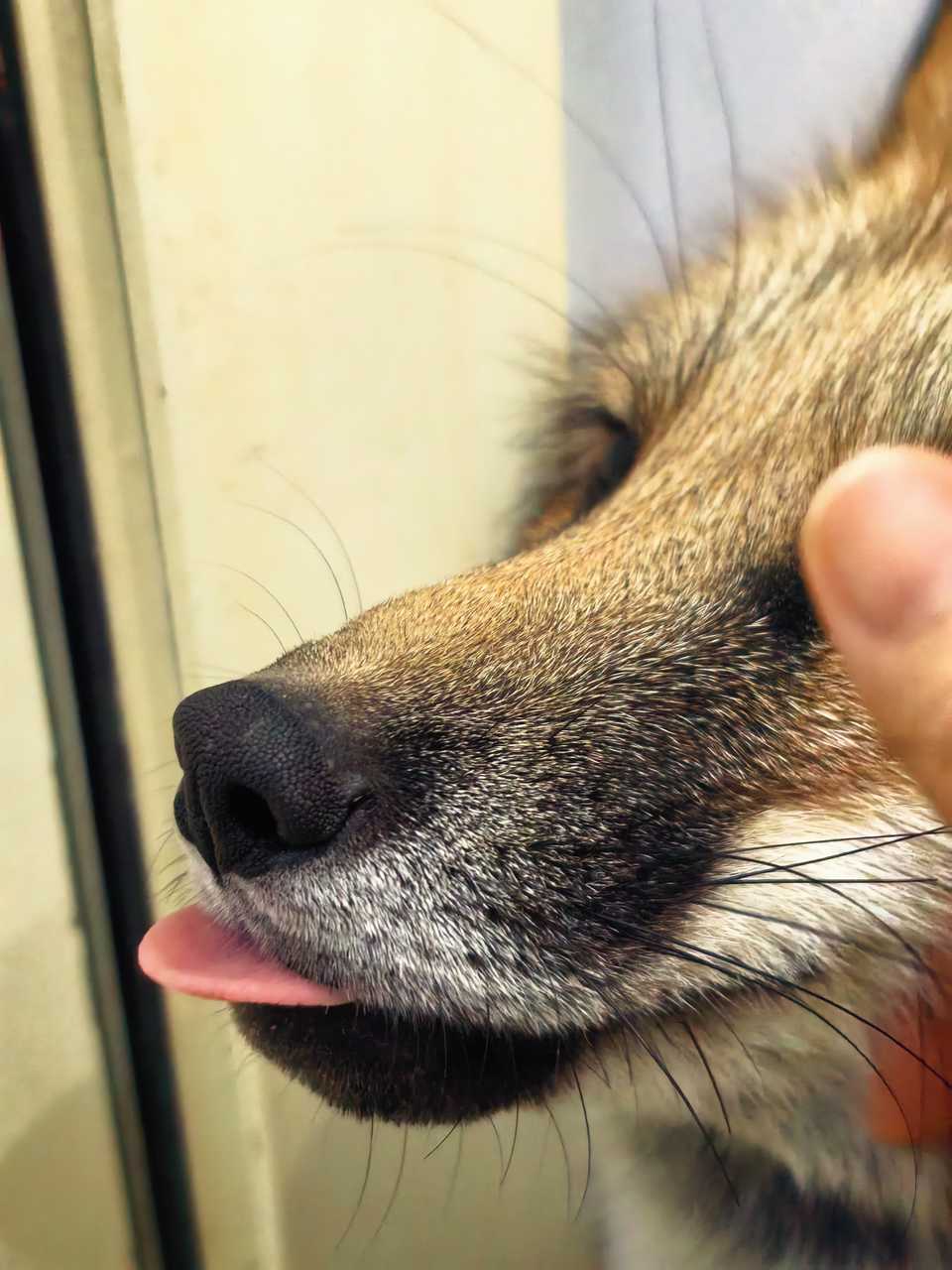 【丑犬科】对我龇牙​​​