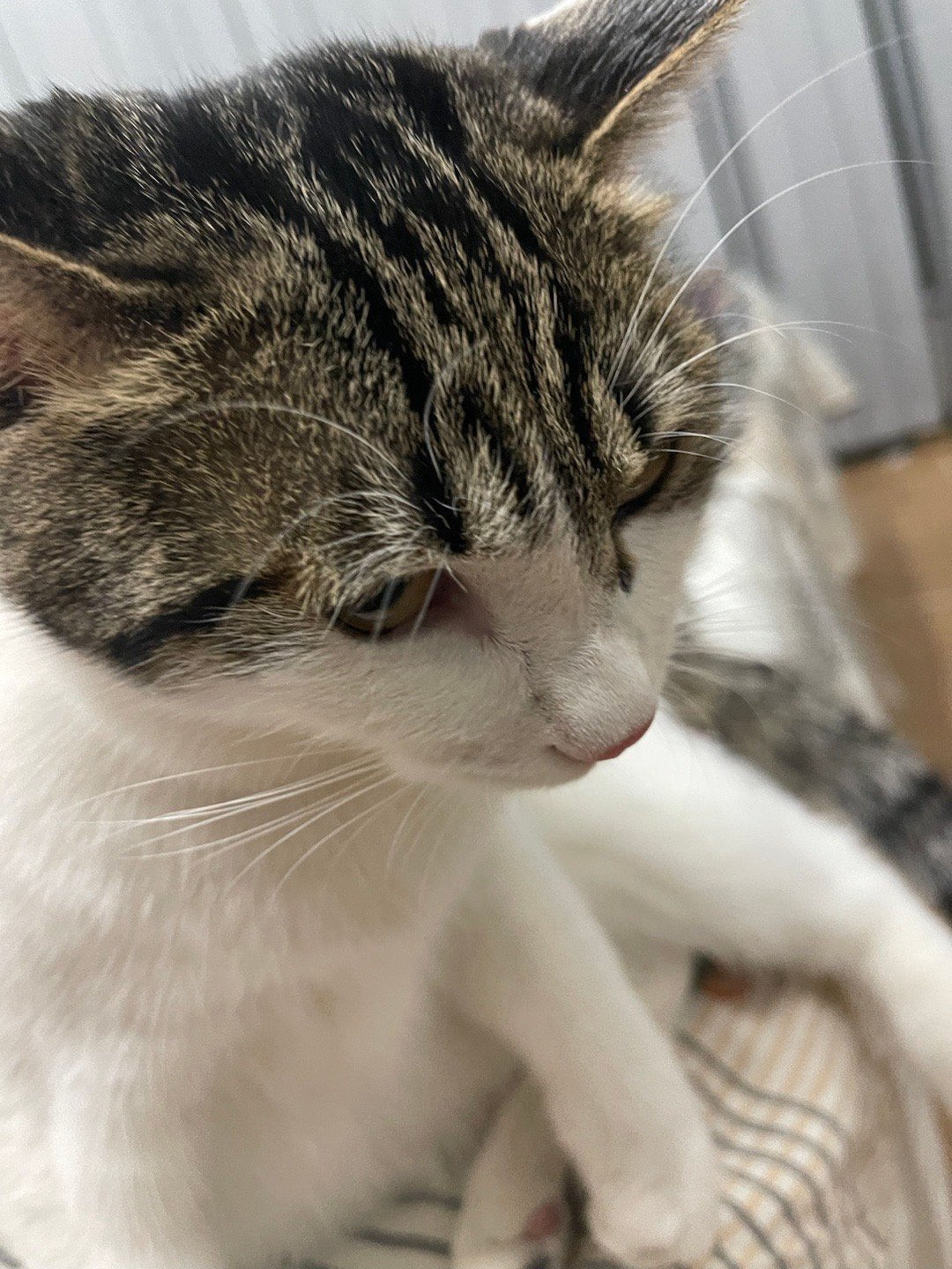 我的花园我的猫喵星人日常吸猫一周不见，十分想念，你好呀，我的蛋妞。