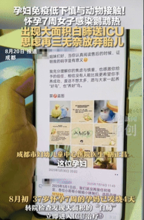 代价太大了！四川成都，一孕妇网购了一只鹦鹉，想着平时能解解闷，不料，在照顾了鹦鹉