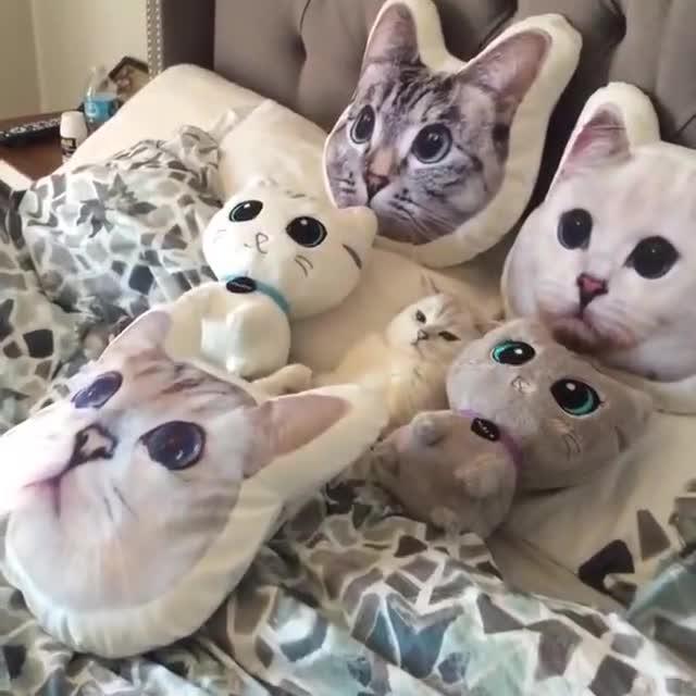5398658453695793768.jpg?id=0