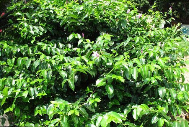 这种树叶被称为洋草果, 能治感冒、防疟疾, 对数十种病症都有效果!