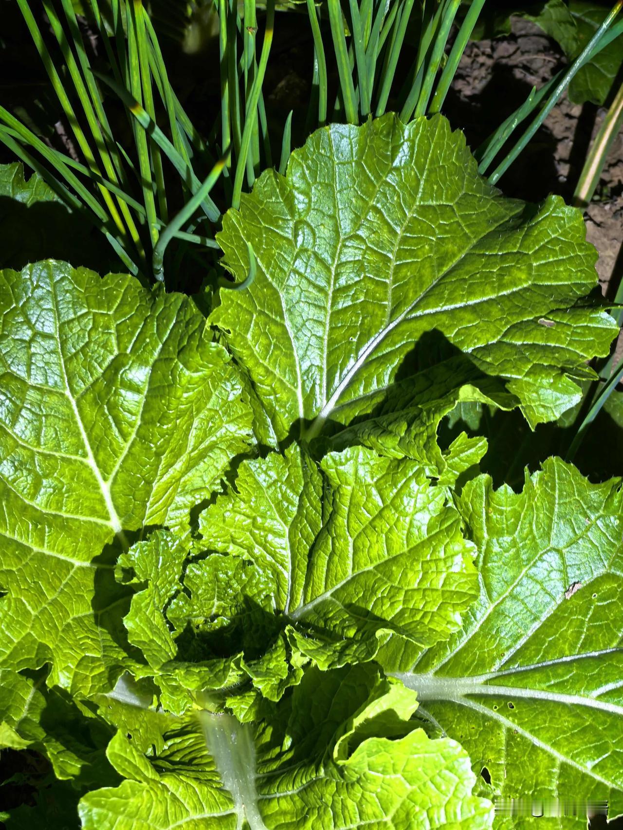 晚上总忍不住往院子里跑就为了看看自己种的菜🌱月光底下青菜绿油油的萝卜