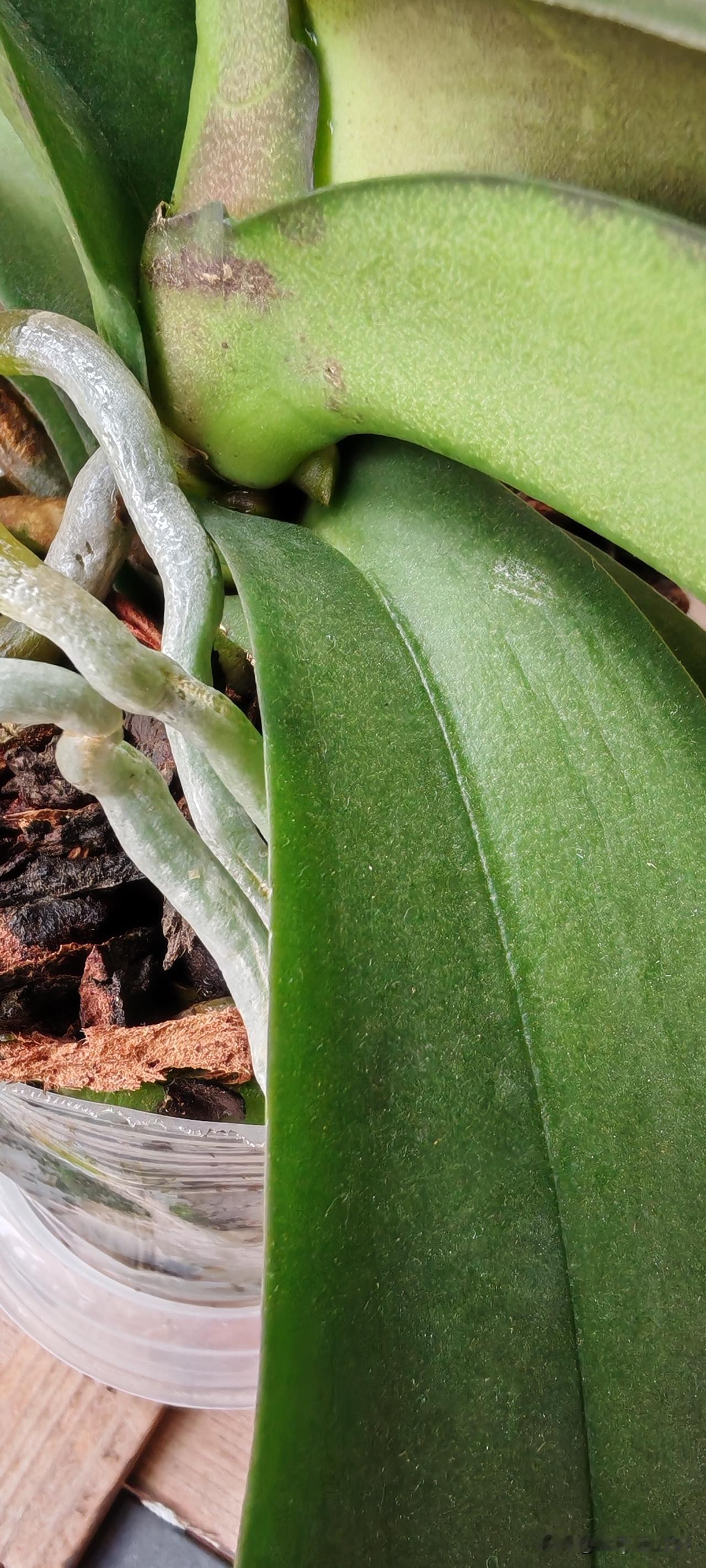 昨天看到花友们说他们的蝴蝶兰已经出花剑了，我也赶紧去看了看我的那几颗蝴蝶兰。太