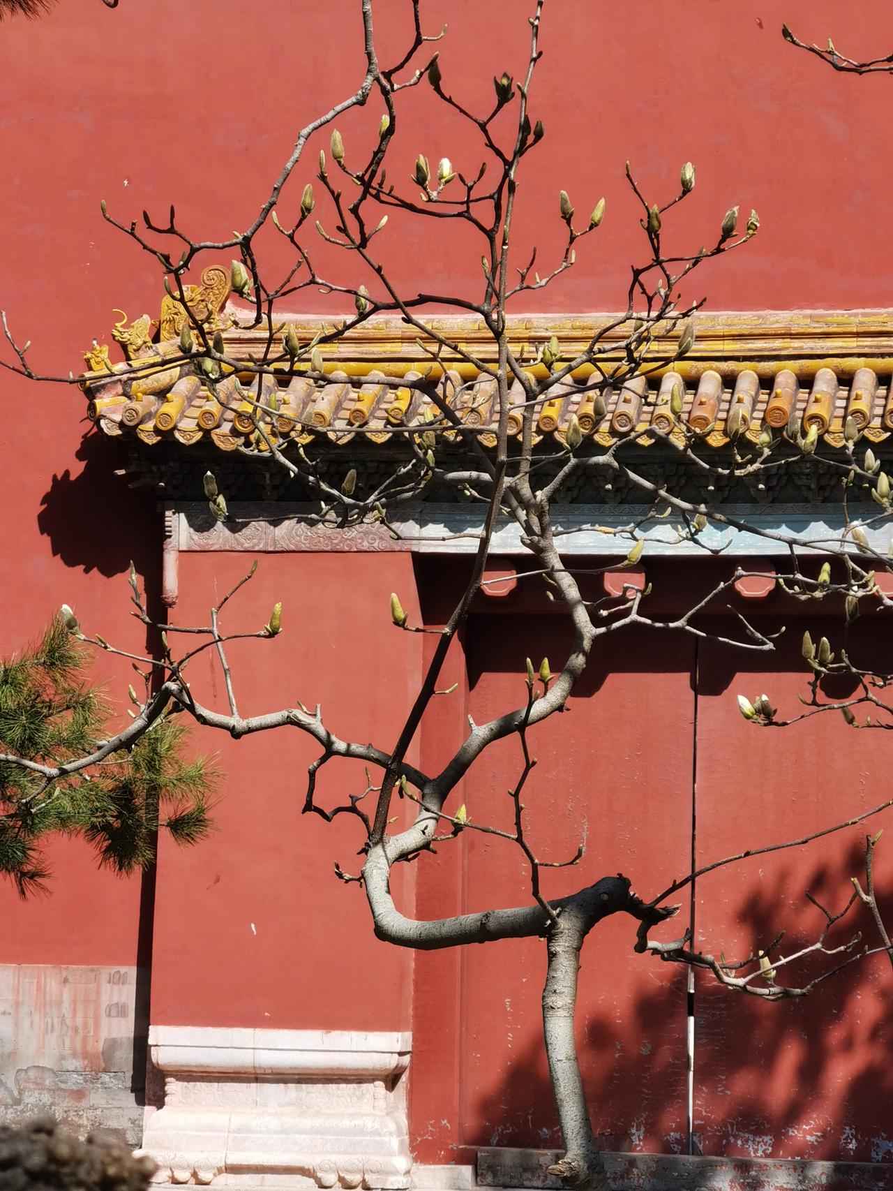 北京太庙门票2元，简直太便宜了，真的是国内无双。眼下正是北京玉兰花盛开季，太