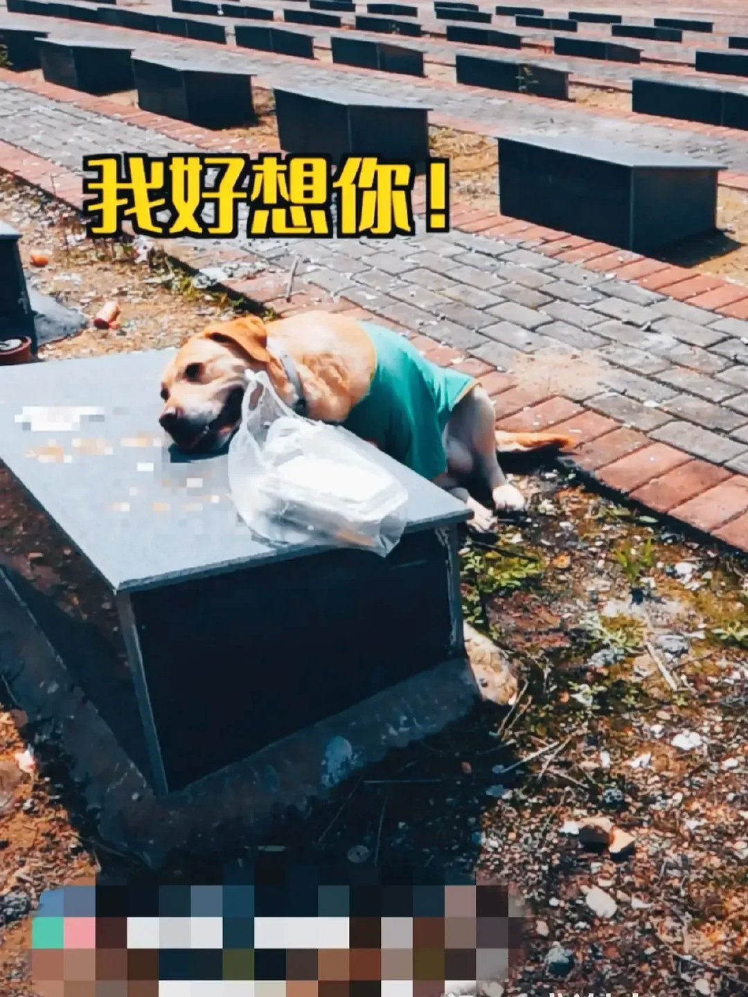 泪目了，清明节当天，一个坟地上来了一只特别的怀念亲人的“人”。被人拍下来发到网上