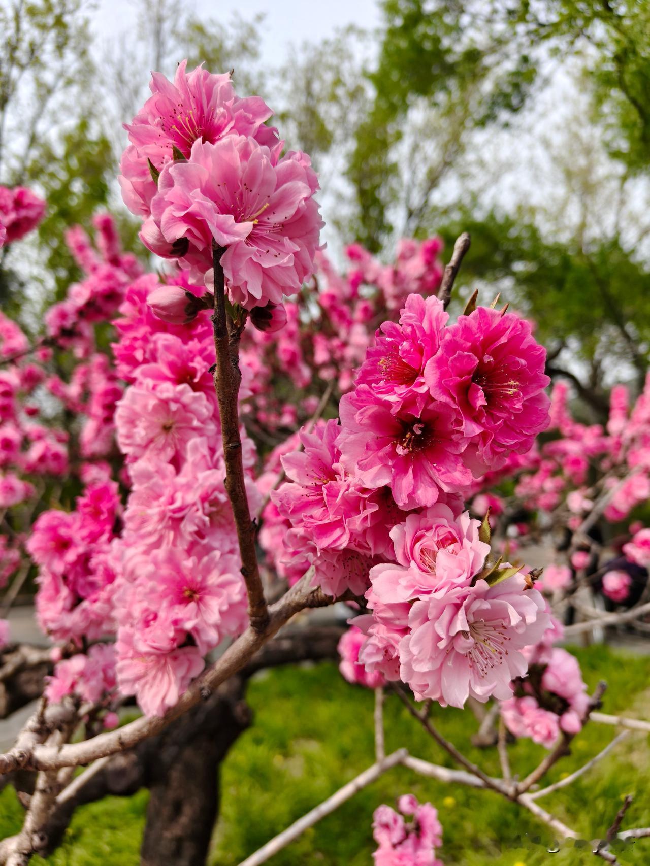 当四月的风拂过国家植物园北园的碧桃园，一种奇妙的景致便悄然绽放——同一株桃树上，
