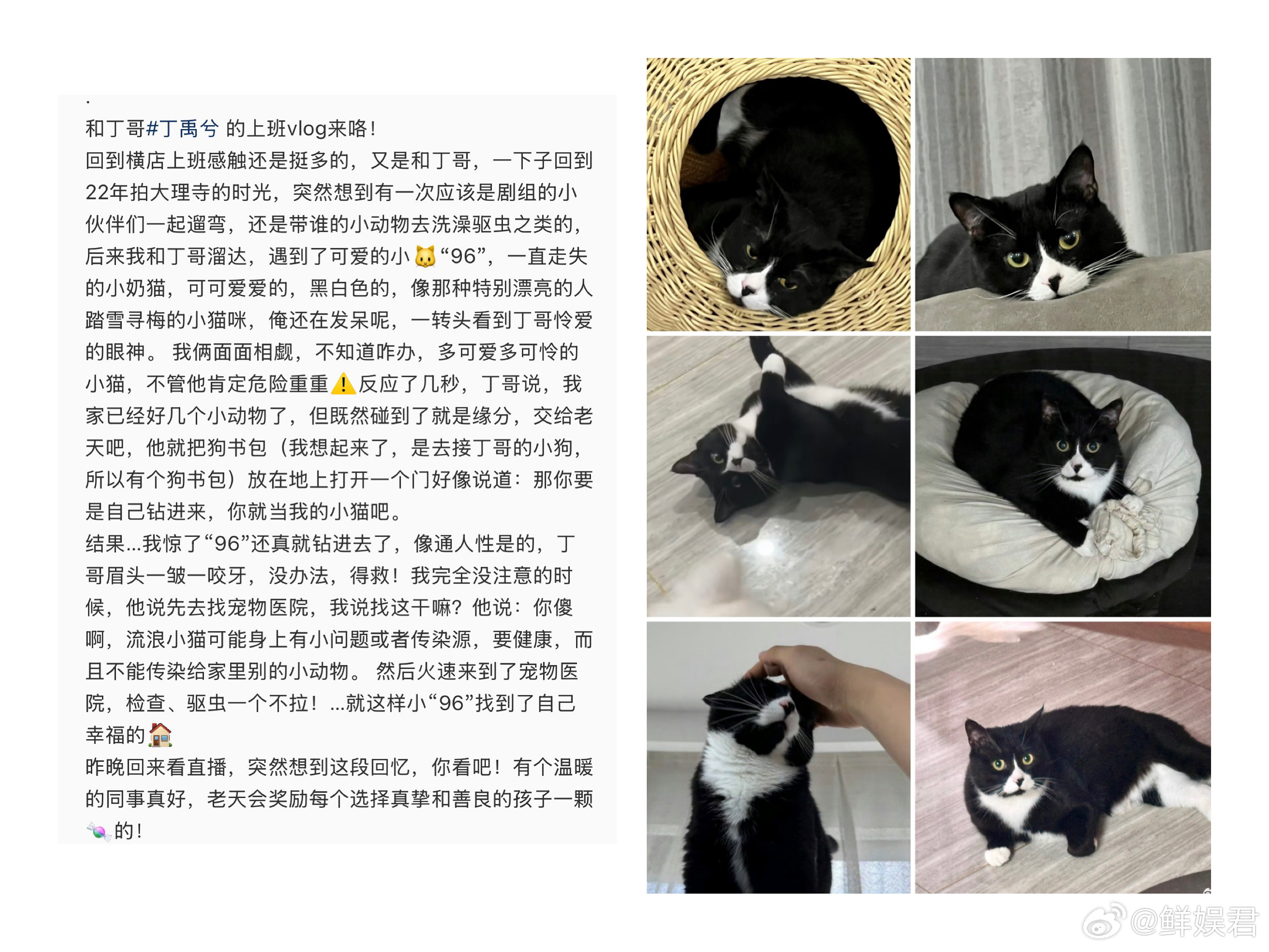 丁禹兮收养流浪猫丁禹兮的善良和爱心就像他的笑容一样温暖灿烂阳光帅气，小丁总是能让