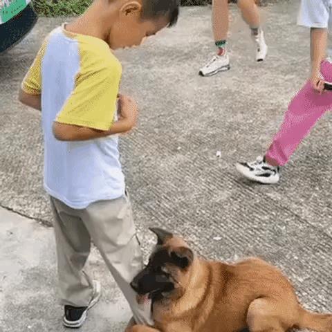 狗狗和小男孩肯定是上辈子有故事，这辈子又相见，只是小男孩喝了孟婆汤，什么都不记得