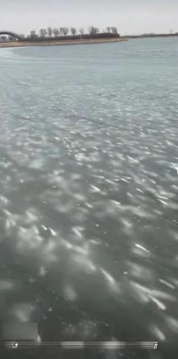 1月18日天津的南湾公园因气温骤降把海水都冻住，大片梭鱼来不及游回深海，直接被封