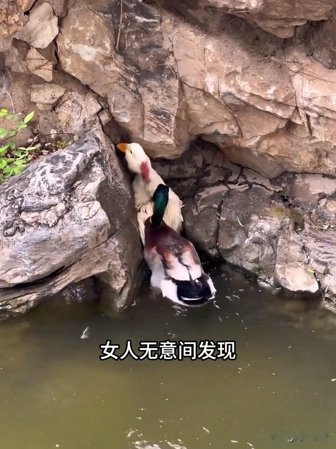 哎呀妈呀老铁们，这事儿也太神奇了！大姐随手救了只被同伴欺负的小鸭子，压根没寻思，