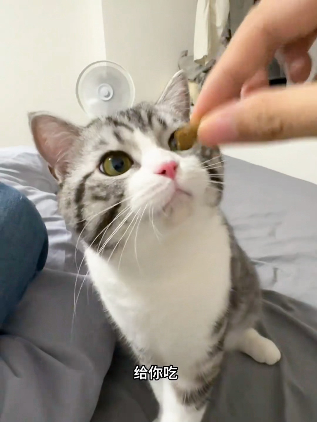 aaa我要被萌晕了逗猫逗过头了就这样🥰老是不给吃猫就不吃了！