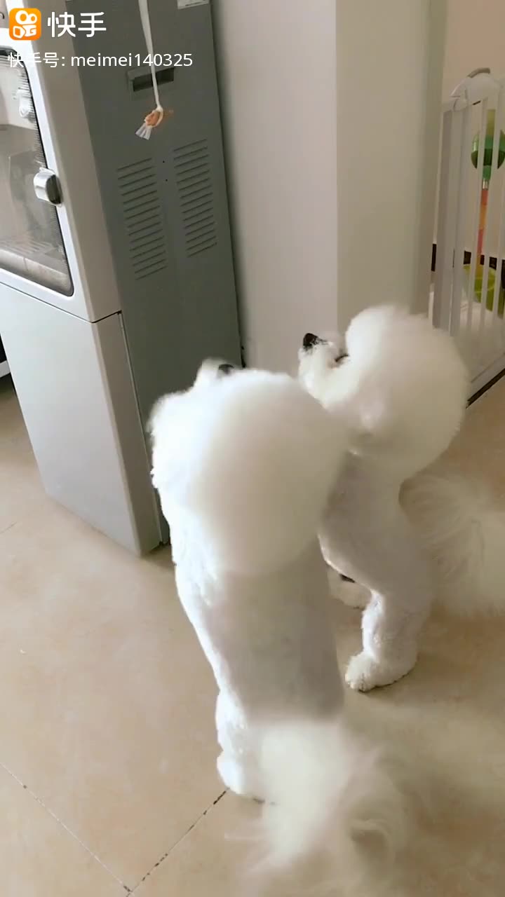 怎样教狗狗做恭喜发财的动作 5402107250557216598.jpg?id=0