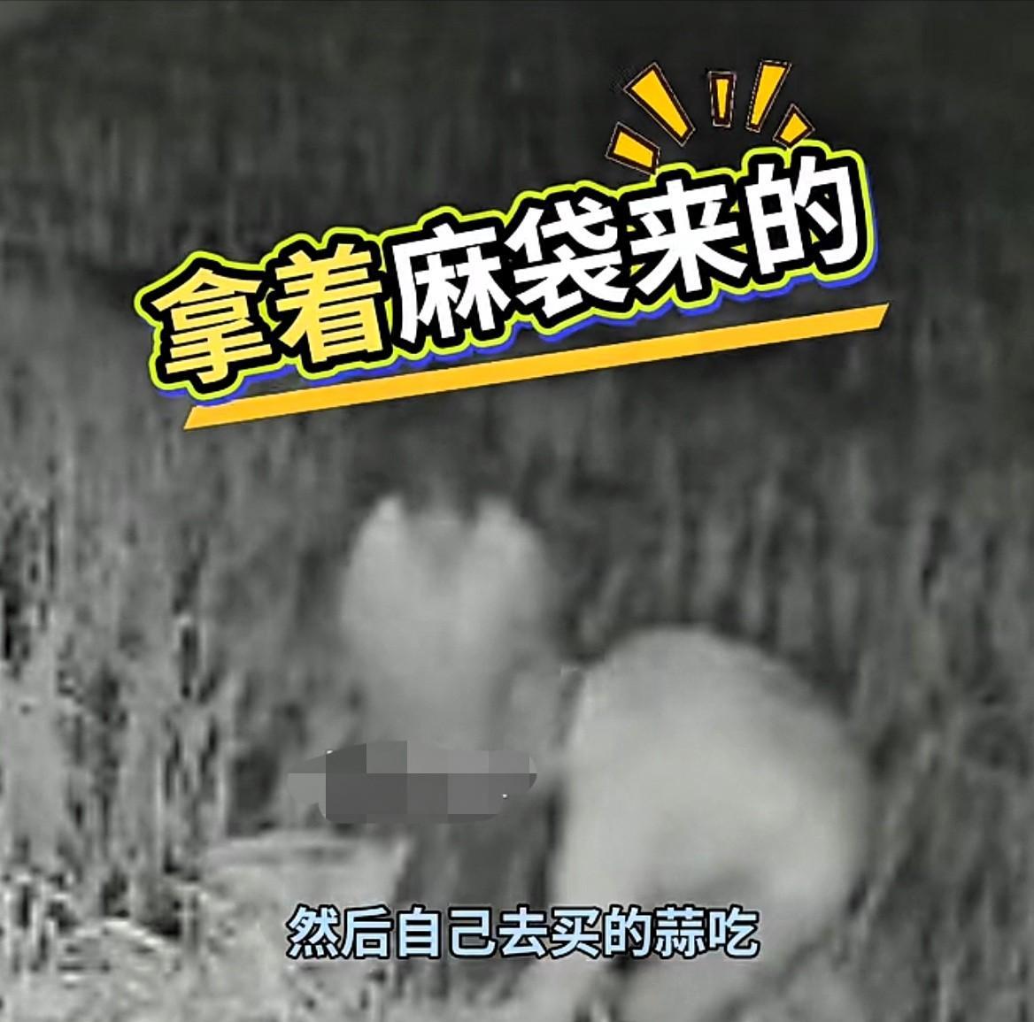 “太缺德了！”山东烟台，70多岁老人辛苦种蒜，却连续被偷了3年，一气之下，女儿在