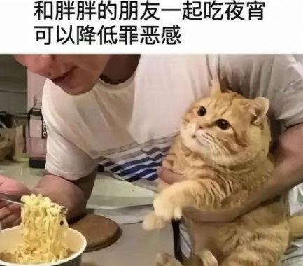 胖胖的朋友没有小猫咪可爱