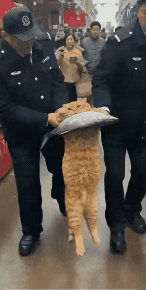 靠本事搞来的，凭什么交出来？北海海鲜市场这只丧彪大橘，横行市场多年了。饿了就大