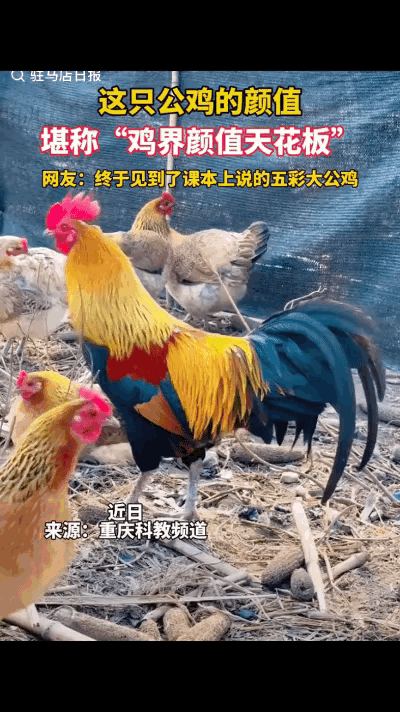 近日，有网友无意中拍到一只大公鸡，这只大公鸡的颜值堪称“鸡界天花板”！网友：终