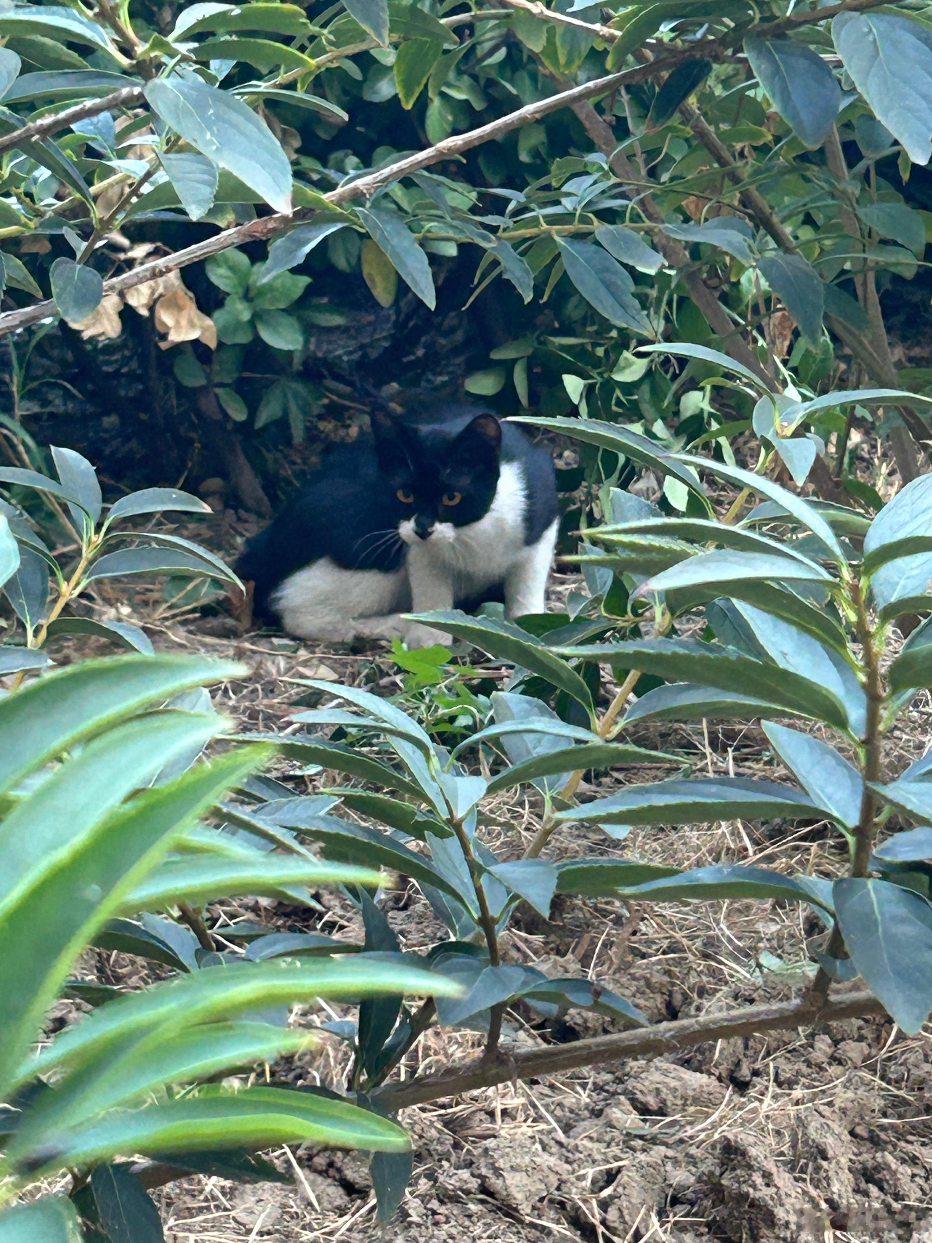 楼下的流浪小猫，好可爱～