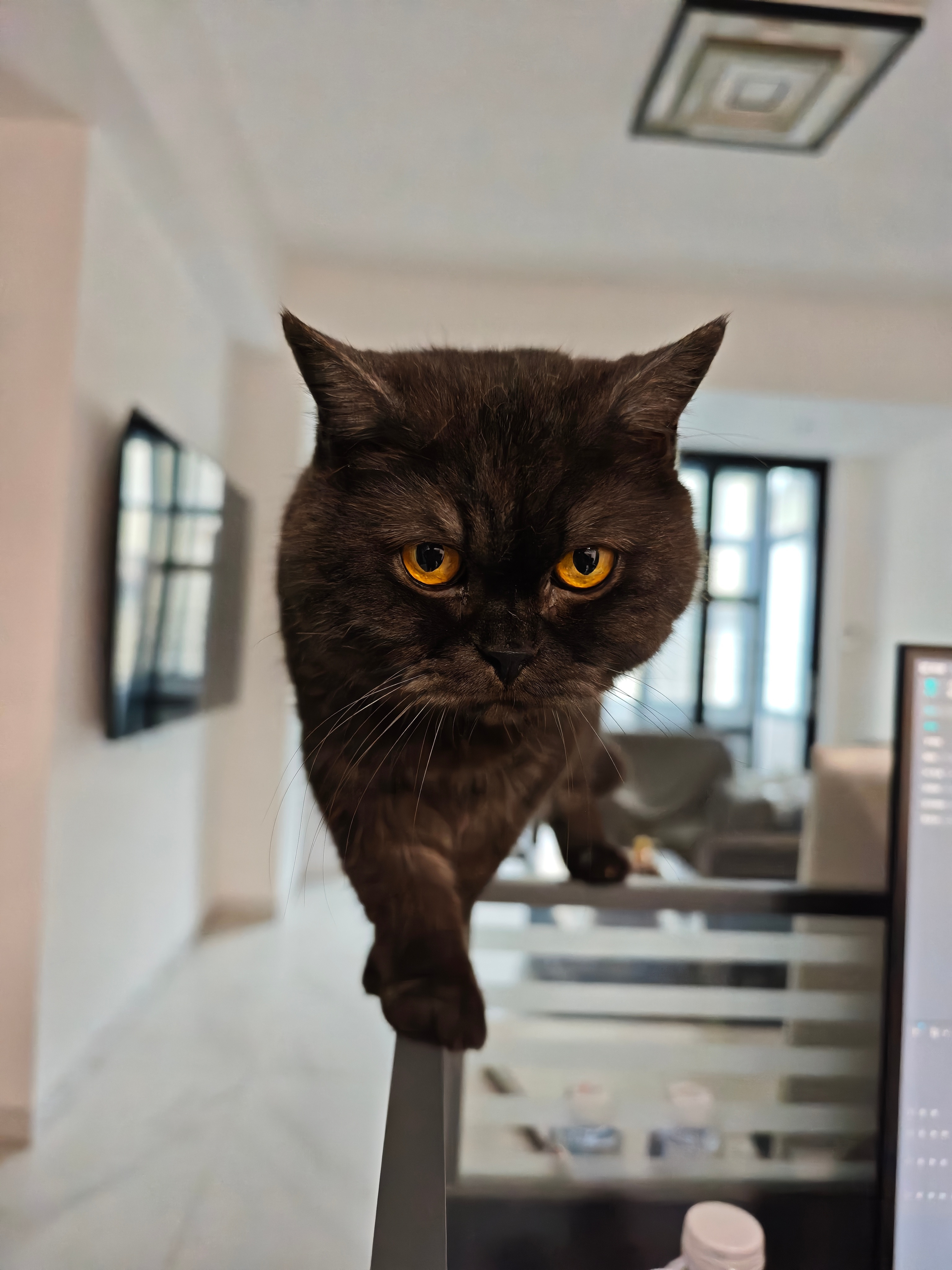 这家伙看着好像很凶，实际上胆小如鼠……猫咪摄影大猫广州