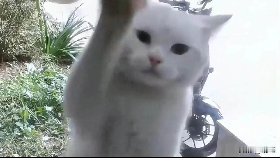泪目了！一位小姐姐给小区里的流浪猫喂过几次食物，谁能想到这个看似平常的行为，竟然