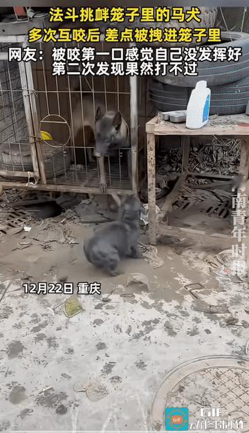 马犬:有本事你别跑啊！法斗犬:左边咬了一下，右边也咬了一下，差点被拽进去。看来