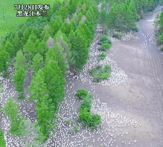 “太会赚钱了！”黑龙江，一男子承包了一片林地，花钱买了大约13万只大鹅，如果按照