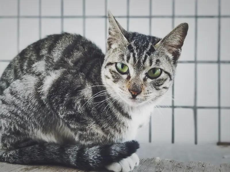 生活中有不少人会把猫交配误认成打架。之前我在小区花园就看到两只猫在那儿“扭打”，