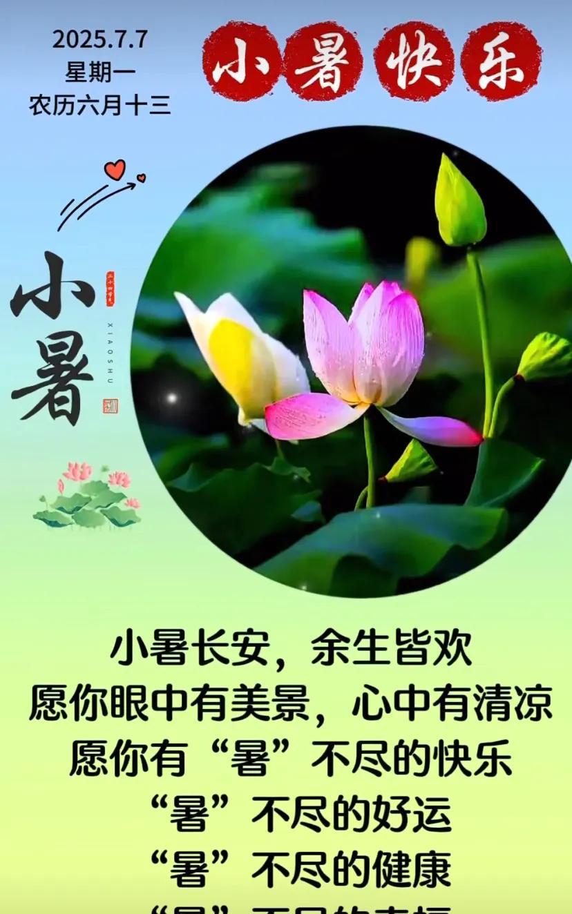 今日小暑，荷花盛开，夏日清凉。