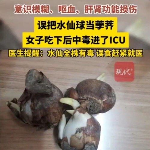 南通海门的张女士怎么也没想到，自己随手从地里挖的“荸荠”，竟差点要了命。那天她在