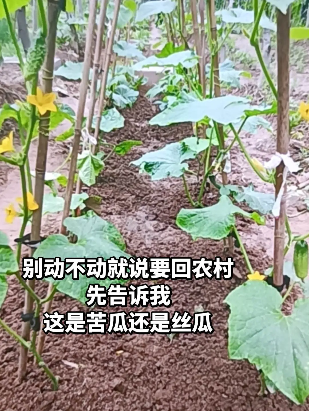告诉我这是什么，再回农村吧