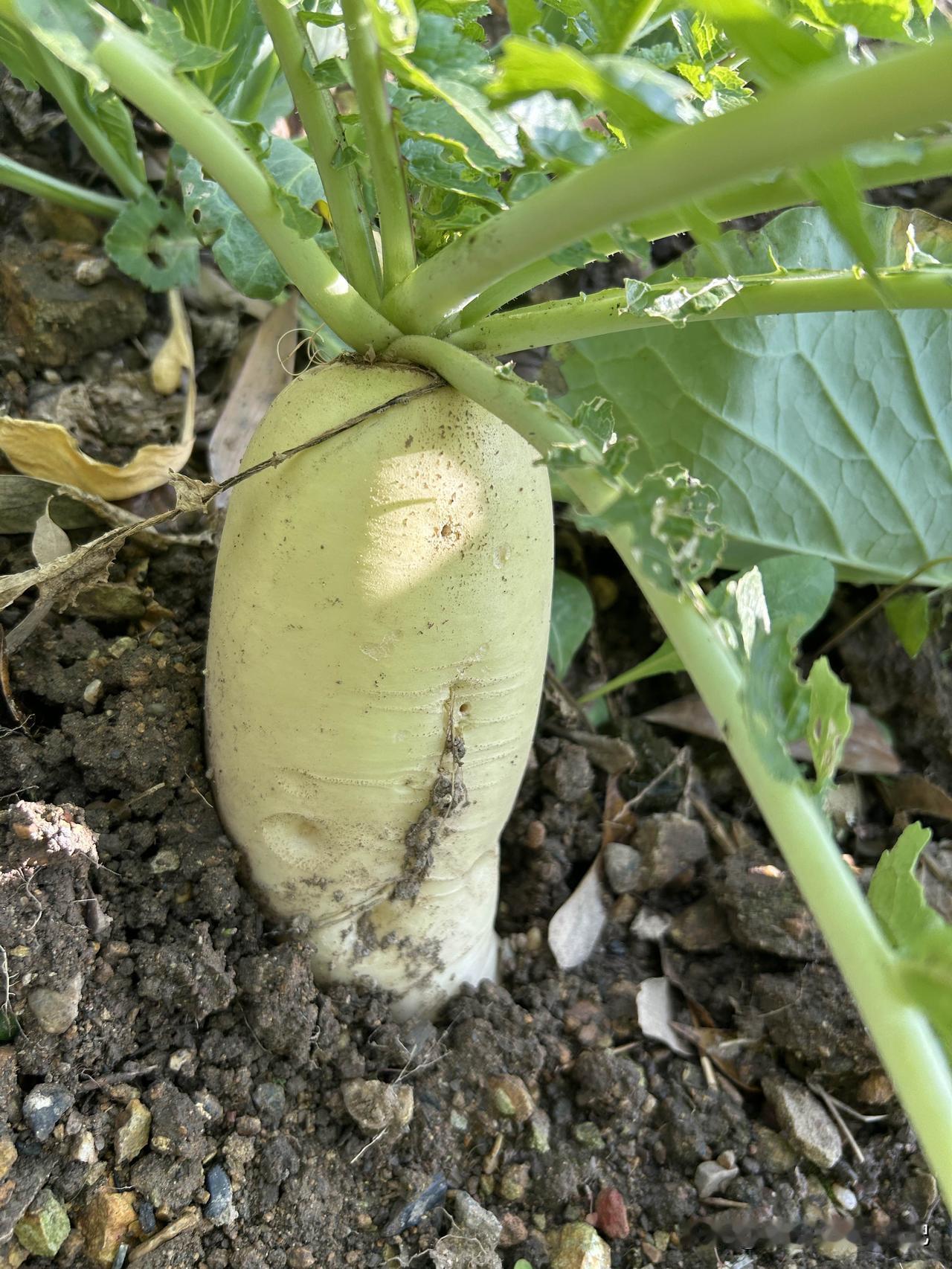 你发现了没？自己种的菜和菜农种的菜，还有在盒马买的有机菜，味道不一样！我在农家