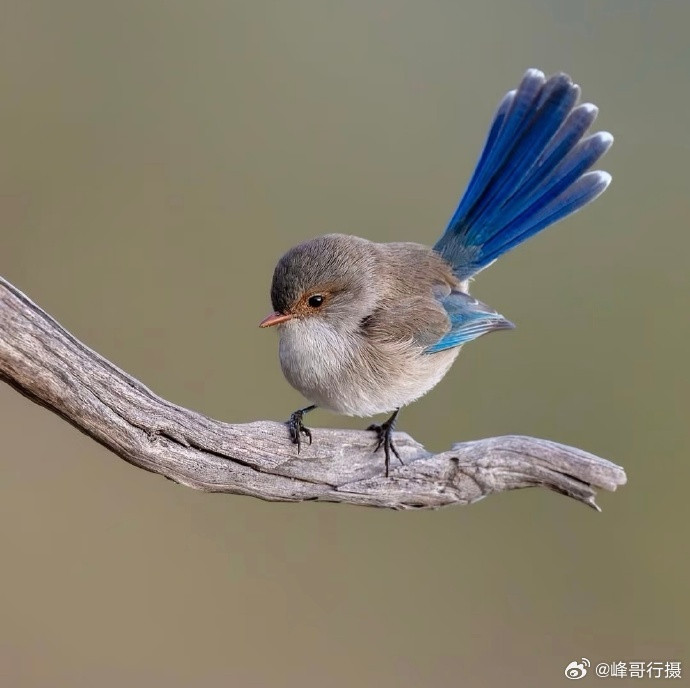 “一春无别事，听鸟看云生…”