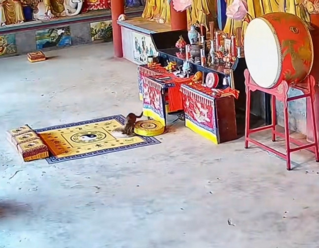 狗闯神坛，道长开打，道场顿时变“修罗场”！