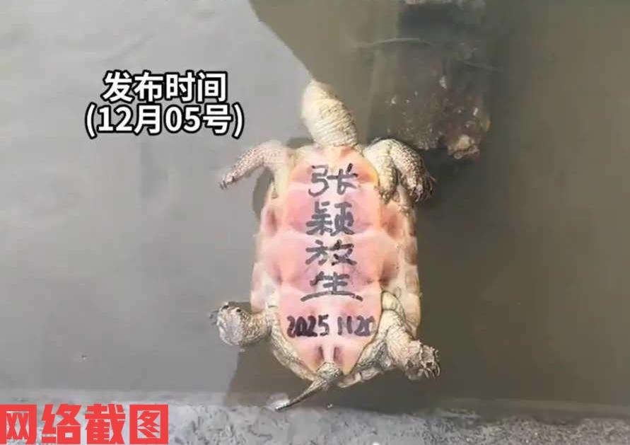 有女子在一处水池边游玩。女子突然看到水池里还有乌龟，这只乌龟还翻肚了，露白的